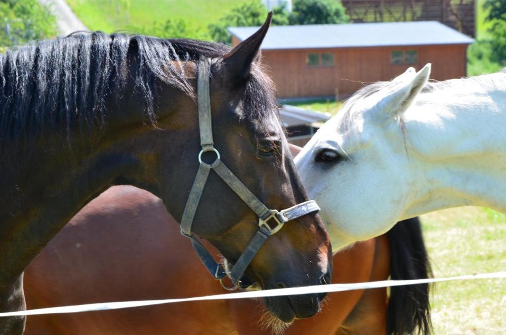 Hotel Horse Riding - Jezdecky Areal Tršice 外观 照片