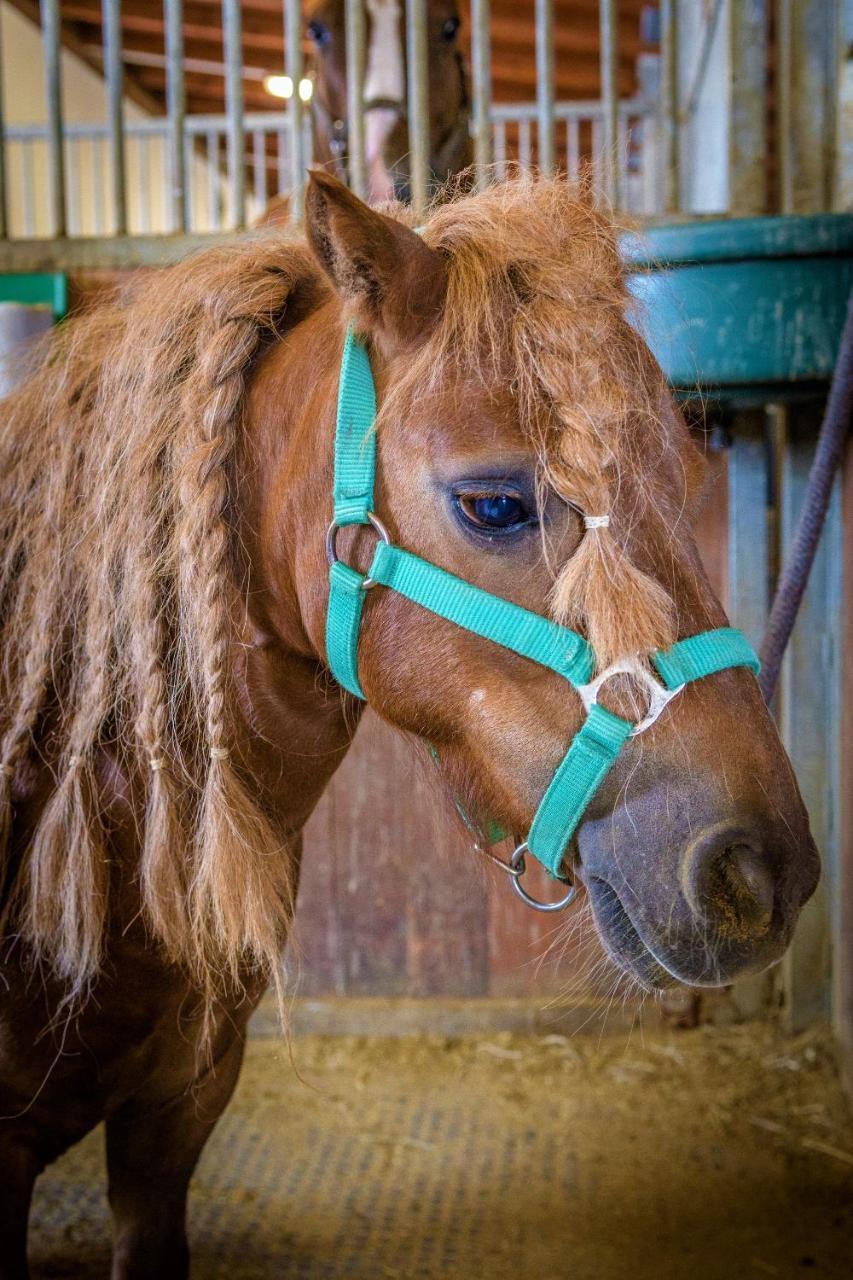 Hotel Horse Riding - Jezdecky Areal Tršice 外观 照片